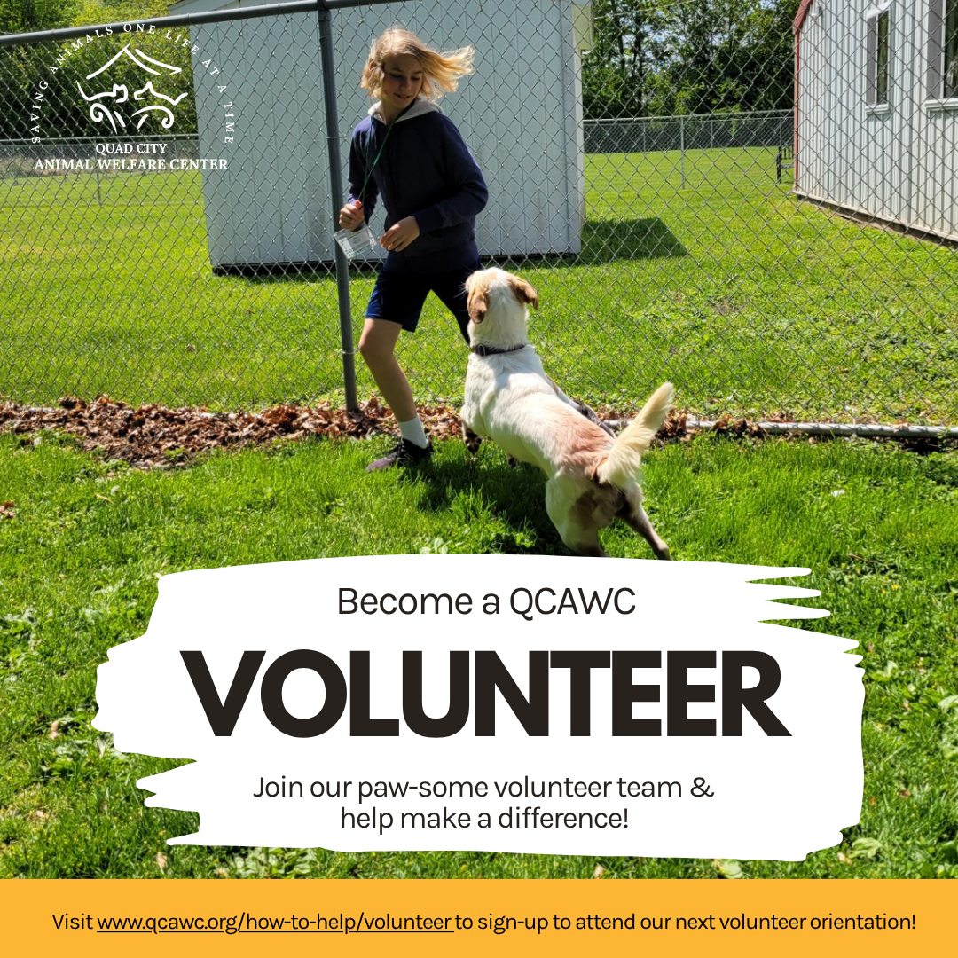 Volunteer orientation graphic playtime in yard w dog